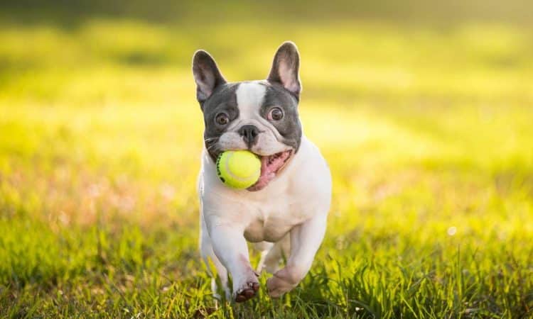 Bulldog Francés Perros Raza - Características, Fotos & Precio