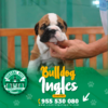 BULLDOG INGLÉS