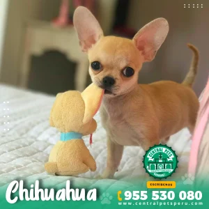 CHIHUAHUA