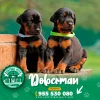 DOBERMAN