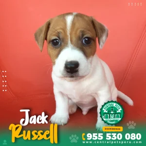 JACK RUSSEL