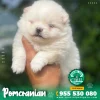 POMERANIAN
