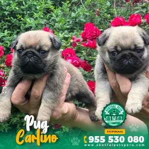 PUG CARLINO