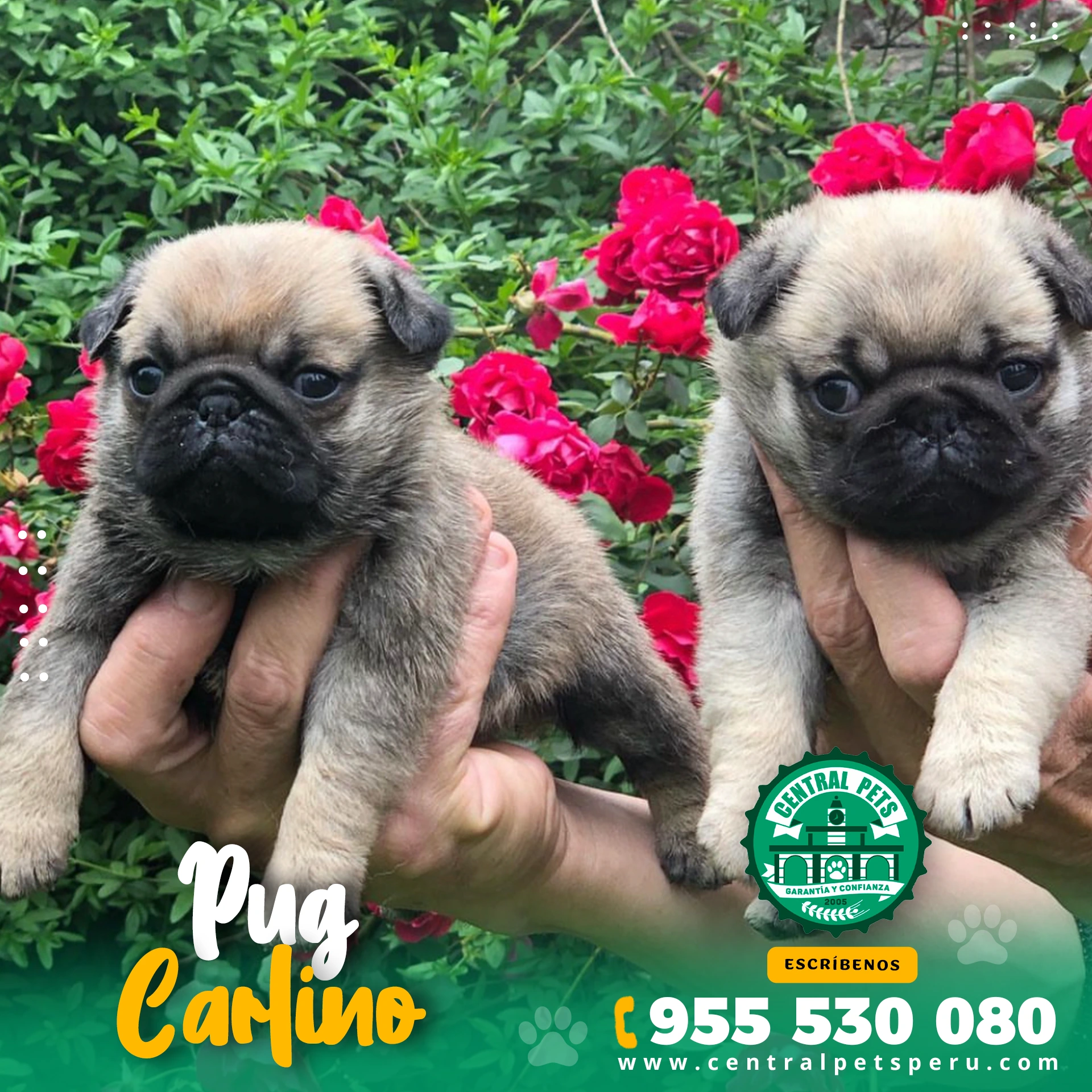 PUG CARLINO