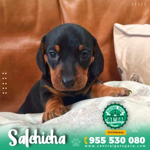 SALCHICHA