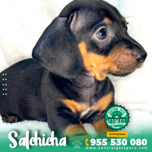 SALCHICHA - Alpha Pets Peru