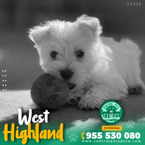 WEST HIGHLAND TERRIER (WESTY)