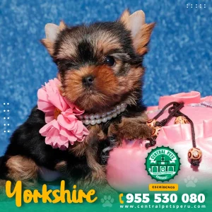 YORKSHIRE TERRIER