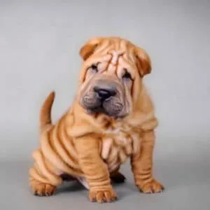 Sharpei