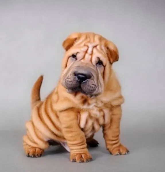 Sharpei