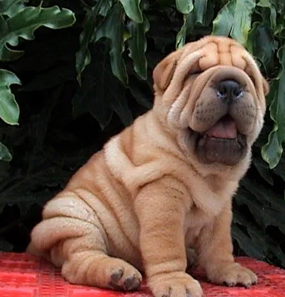Sharpei