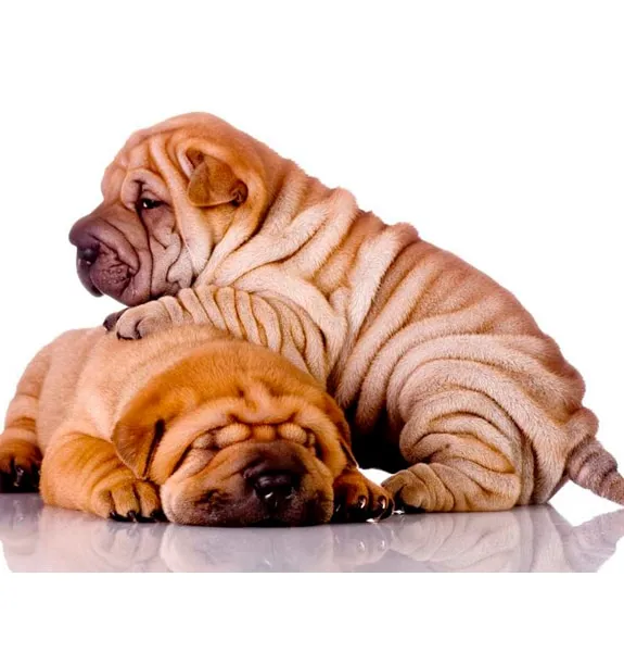 Sharpei