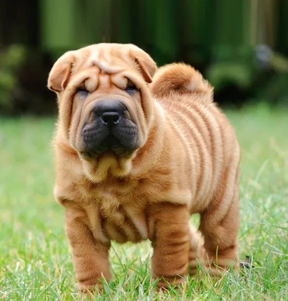Sharpei