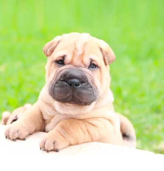 Sharpei
