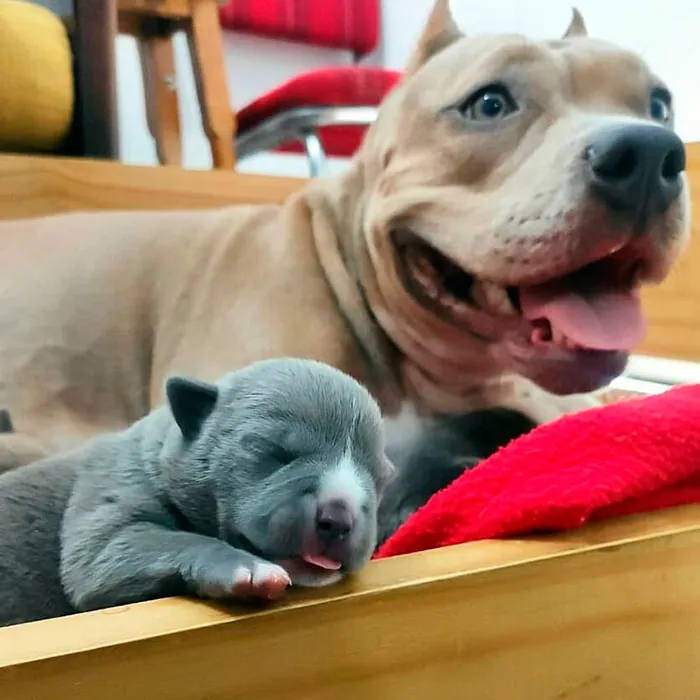 American Bully