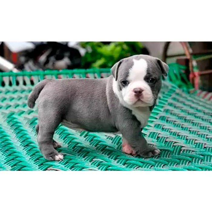 American Bully