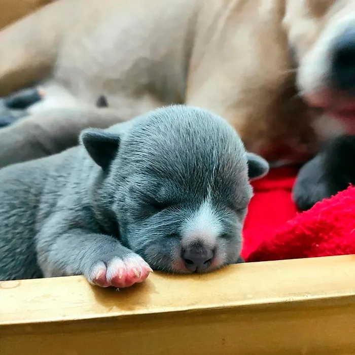 American Bully
