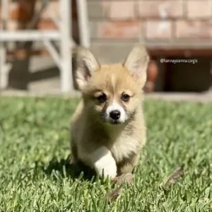 Corgi
