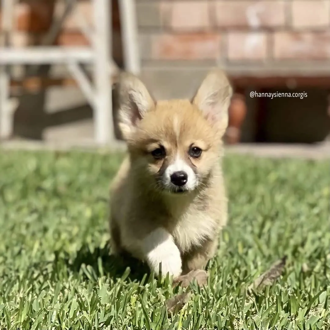 Corgi