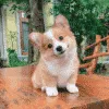 Corgi