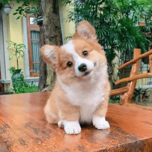 Corgi