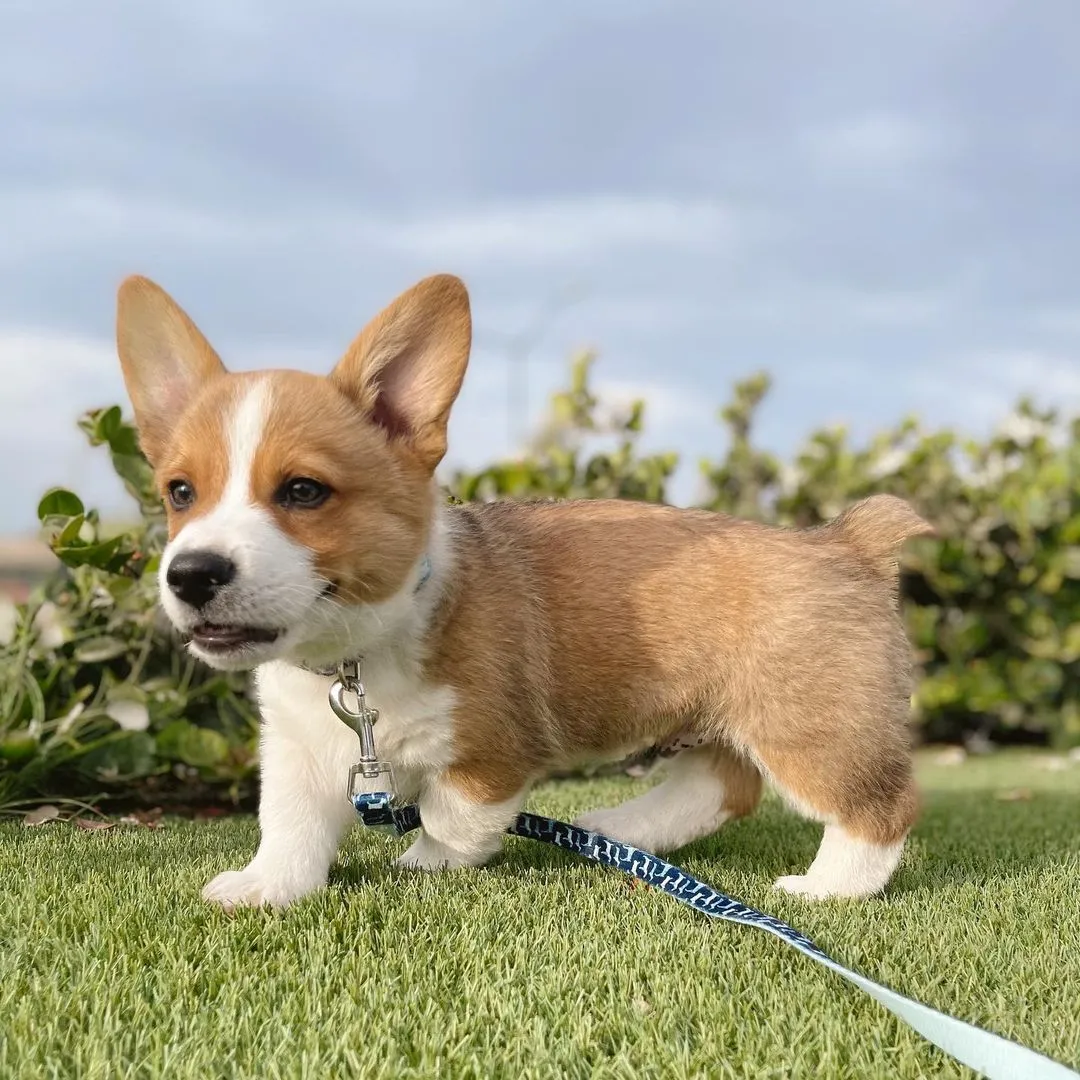 Corgi