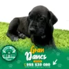 GRAN DANES