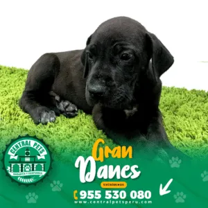 GRAN DANES