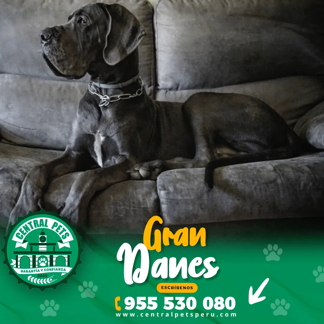 GRAN DANES - Imagen 5