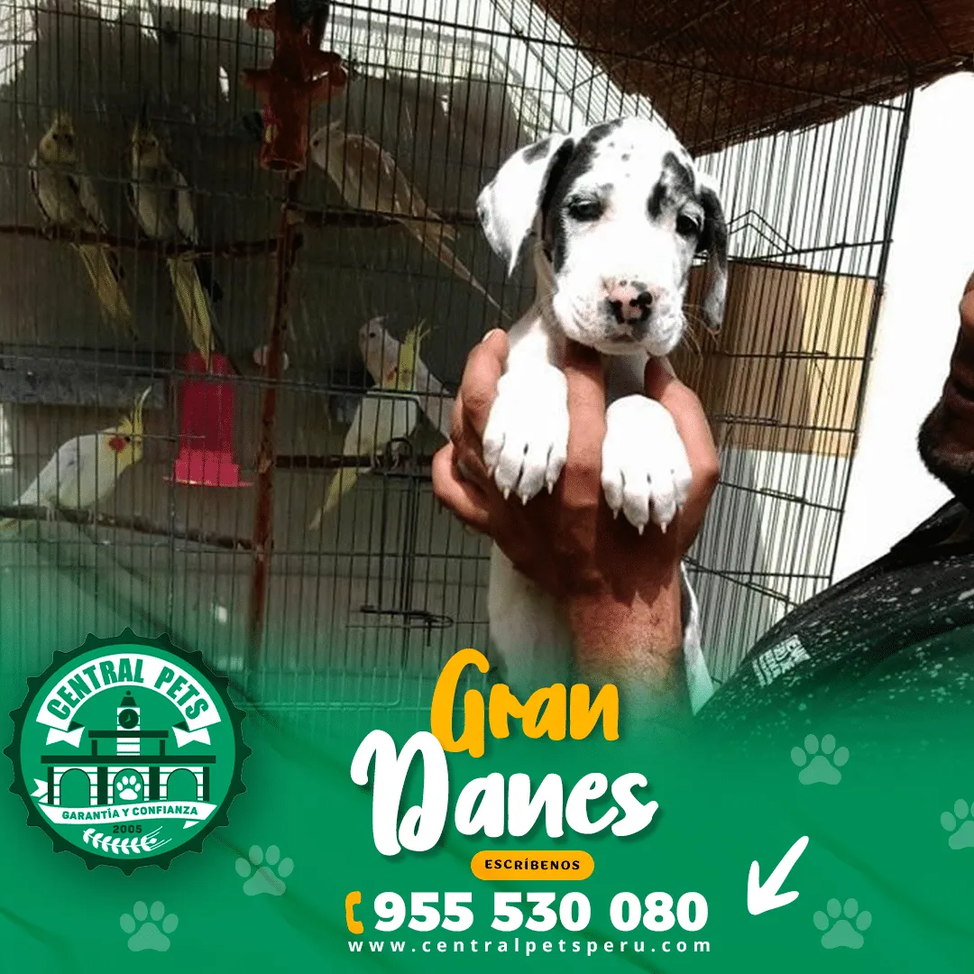 GRAN DANES - Imagen 3