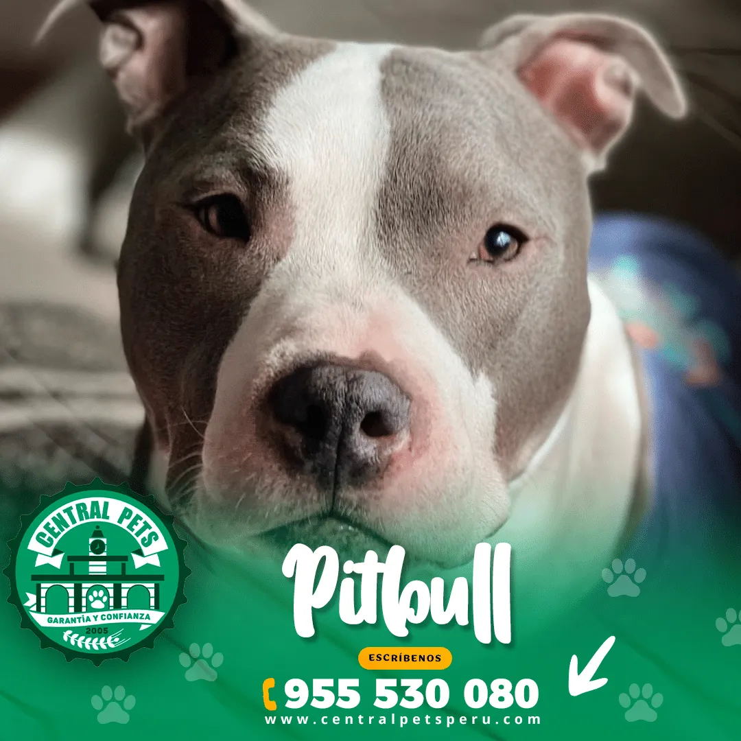 PITBULL BLUE - Imagen 2