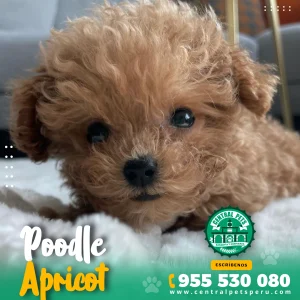 POODLE STANDARD