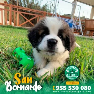 SAN BERNARDO