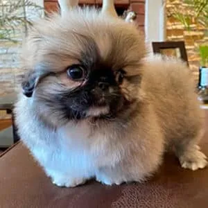 Pekinés
