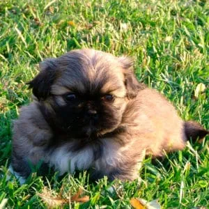 Pekinés