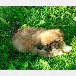 Pekinés