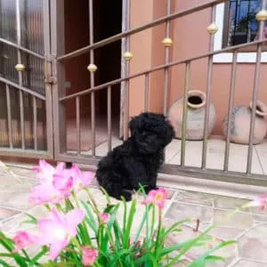 Poodle Negro