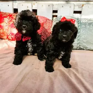 Poodle Negro