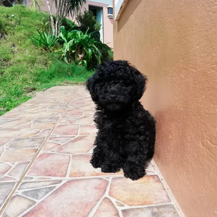 Poodle Negro