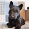 Scottish Terrier