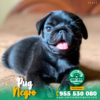 PUG NEGRO