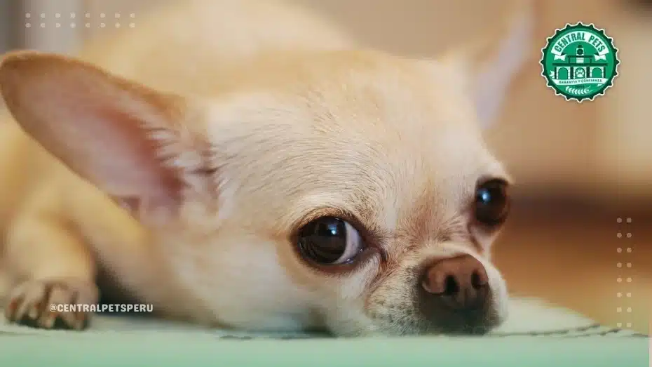 Chihuahua en el parque