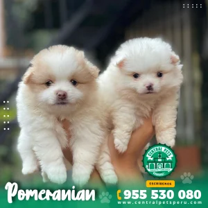 Alternative view of POMERANIAN